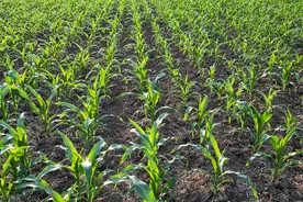 种植玉米一亩要多少种子？有人说4斤，有人说4000粒，3个方面定夺图片