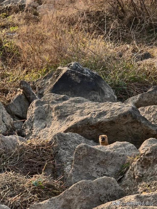 公交直达冬日限定“小东非”，带娃解锁长沙safari隐藏玩法！