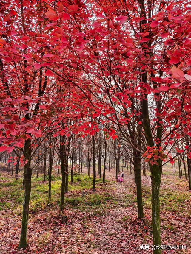 四川行(75)广汉②金雁湖公园·黑塔街·龙居寺