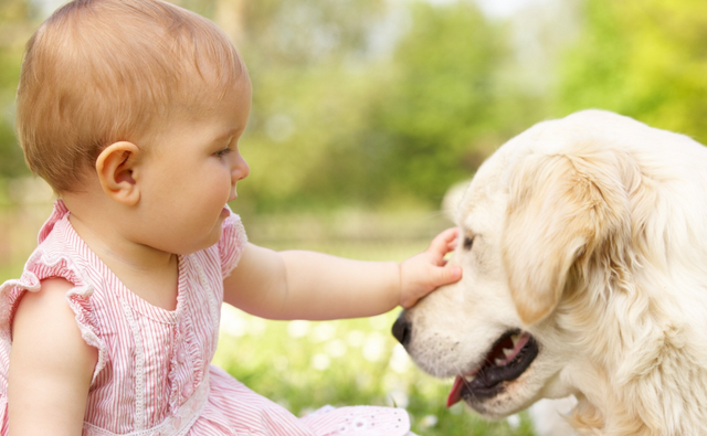 机械宠物也能葬礼？情绪服务升级，宠物经济迎来高质量发展新时机