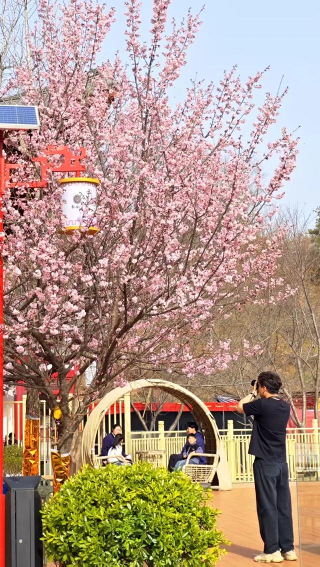 观音湖梅樱盛放！承包你的赏花浪漫