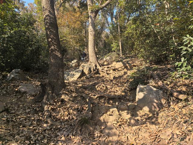 南京紫金山郊野徒步