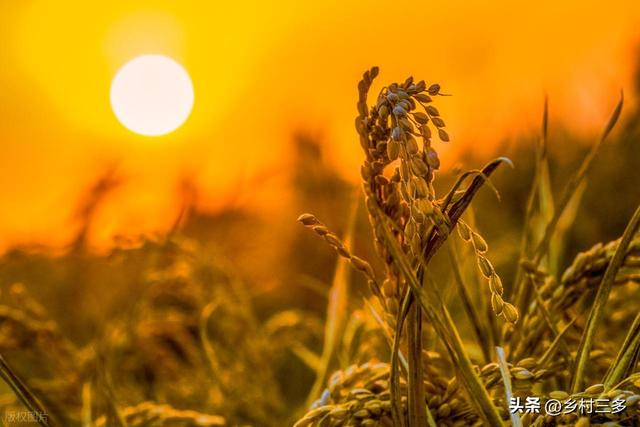 今日小雪	，老人说最怕“小雪一日晴	”，小雪晴天有啥预兆？