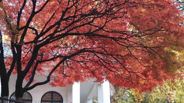 秋日限定美景，还不赶紧来拍？