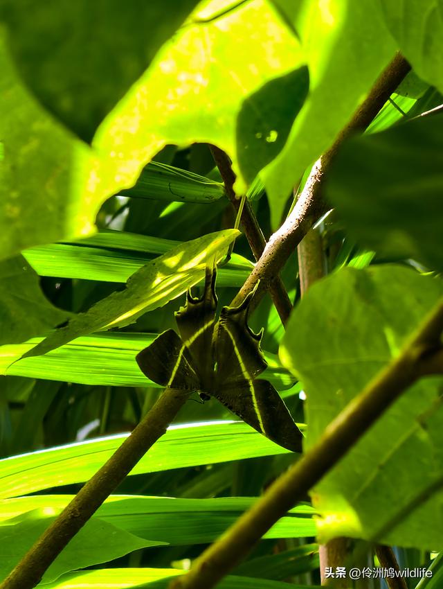 马来西亚(32)砂拉越州⑥世界遗产尼亚洞窟探险