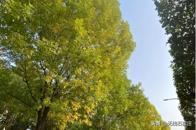 一叶知秋！2025年石家庄市城区赏秋指南来啦 这些地方别错过