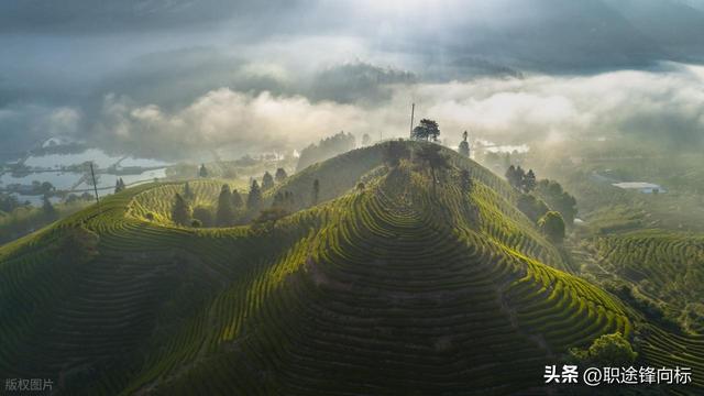 中国最美茶山，能喝到顶级好茶？喝一口记一辈子