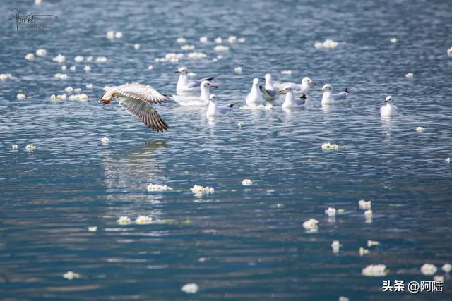 洱海边有个半圆形广场，不仅立着渔家女雕像，还是海鸥争宠的地方