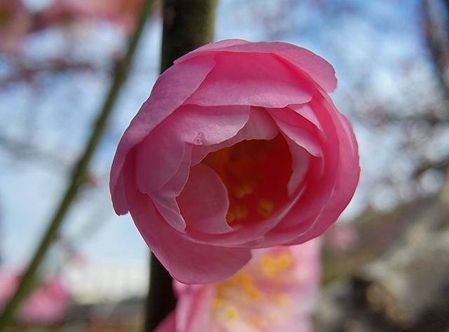 土楼拾光③:梅林古镇（2025.2.11 漳州·南靖）