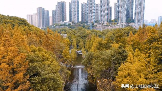 重庆主城6处遛娃赏秋宝藏地，公交地铁直达，收藏备用！