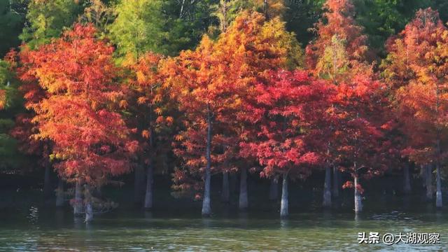 美成油画！合肥这片红衫林，藏不住了！