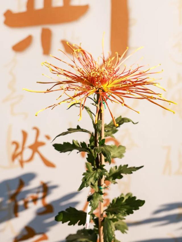 230种“秋韵”上线！拱墅这片花海藏不住了