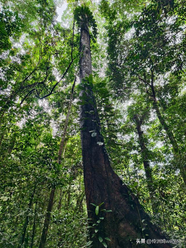 马来西亚(30)砂拉越州④姆鲁山徒步线路