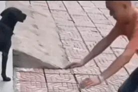 灵性黑狗救人命，男子磕头报犬恩！图片