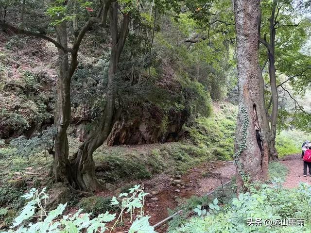 徒步武定香水箐，赏野草香飘、听溪流淙淙，徜徉绿水青山中，惬意