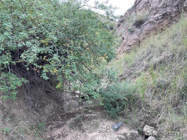 达茂旗达尔罕、百灵庙、乌克忽洞，固阳银号、忽鸡沟田野考察笔记