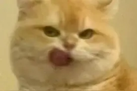 来一波可爱小猫表情包！每一张都好喜欢！图片