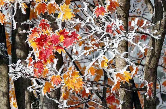 初雪的四方山：雾凇遍野 琼枝满山