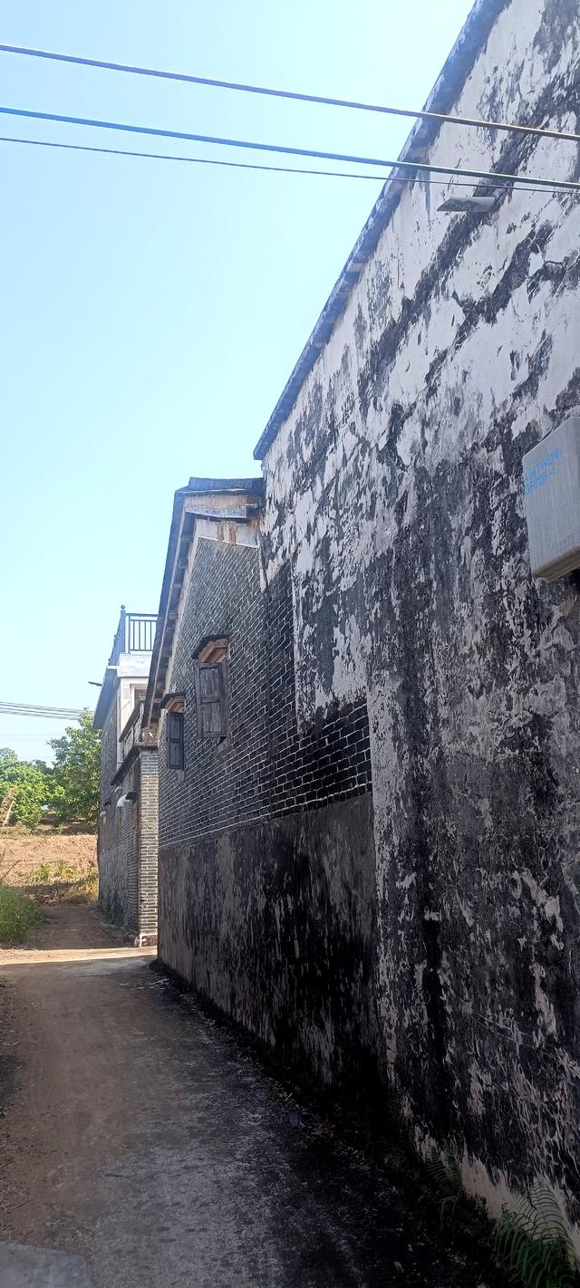 ：：：荔枝树与村：：：