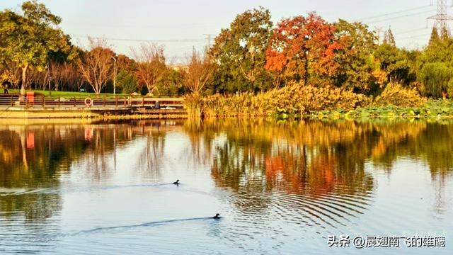 《我与老友兴元漫步森林公园赏枫叶》札记