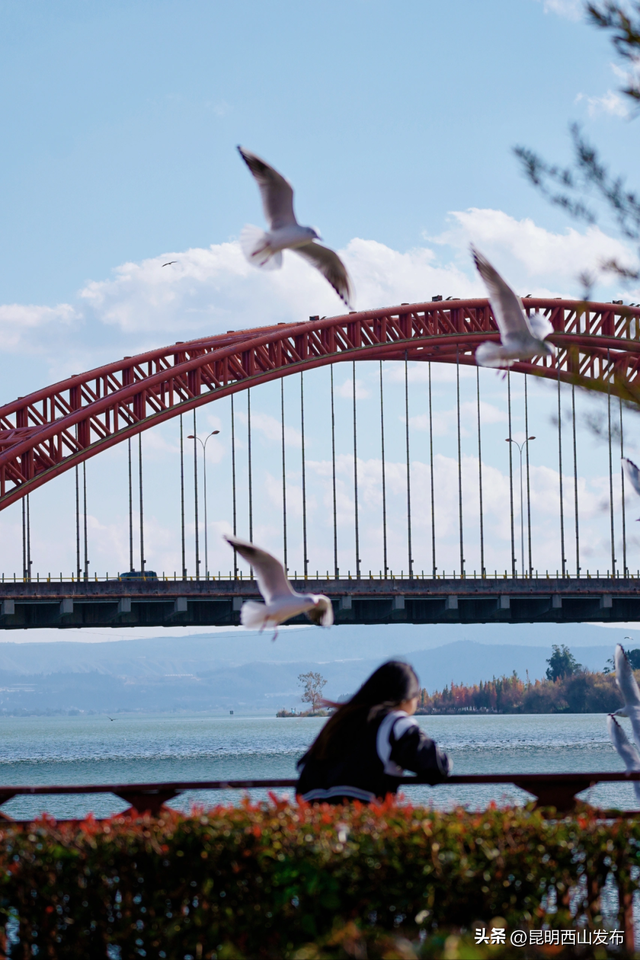 鸥了鸥了，红嘴鸥大部队即将抵达！这些小众“鸥”遇点千万别错过