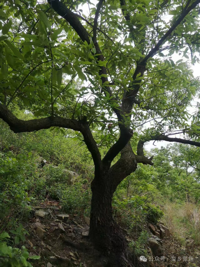 莱阳记忆：初夏登娘娘山