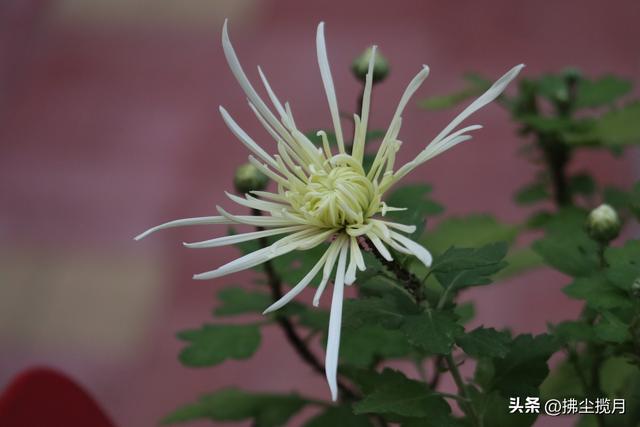 小区里的“菊展”，家门口的美景