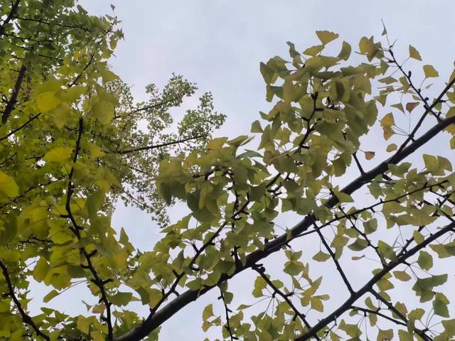 凯里版“黄金大道”将迎来观赏佳期 您的相机准备好了吗