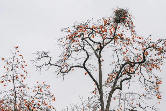 成县晚秋，是藏在秦岭南麓的色彩诗行
