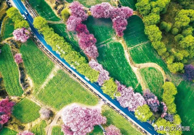 西藏这个地方，即将火爆！真正定义了什么是顶级春色！