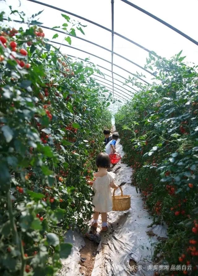 【爽游白云】蓬莱仙界·蘑力小镇荷塘月色盛夏邀约：采摘“红宝石” 徜徉金色花海