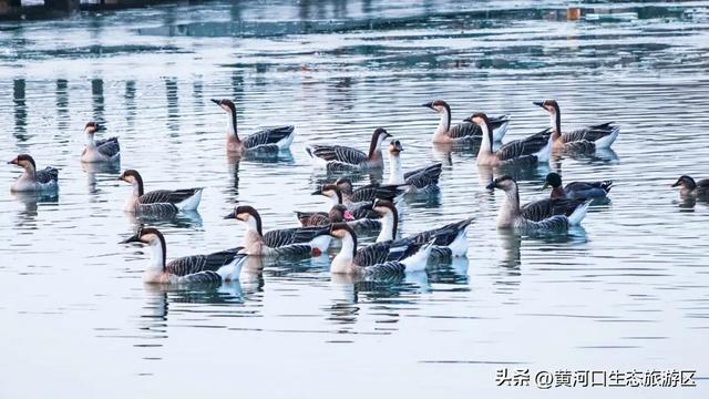 【黄河口生态旅游区】“12.4”国家宪法日——当黄河潮涌遇见法治之光