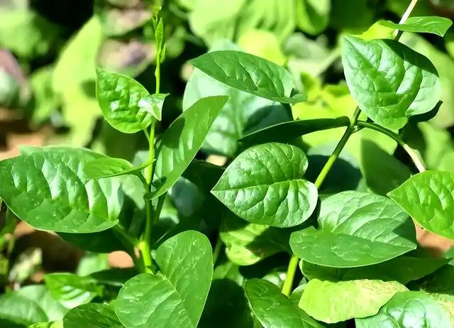 大名鼎鼎的木耳菜，学名白落葵，人称“润肠菜”，种5株就吃不赢