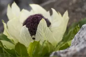 那些年你错过的网名！好听的微信昵称名字，简单气质，高级质感图片