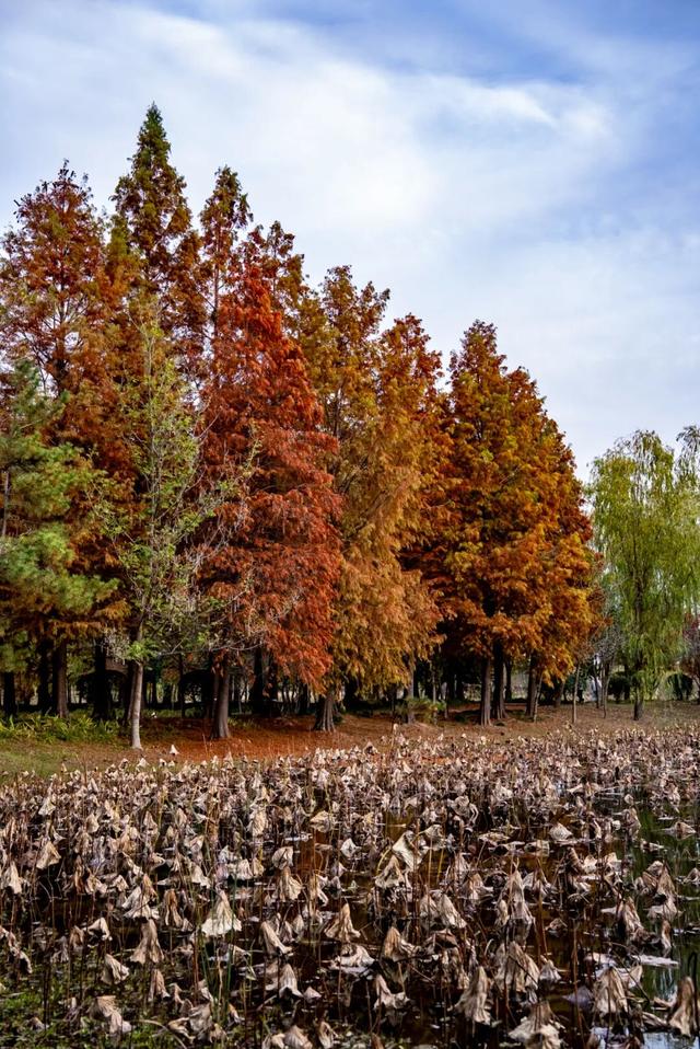 太白湖新区水杉浓度即将达到100%，这份拍照攻略请收好