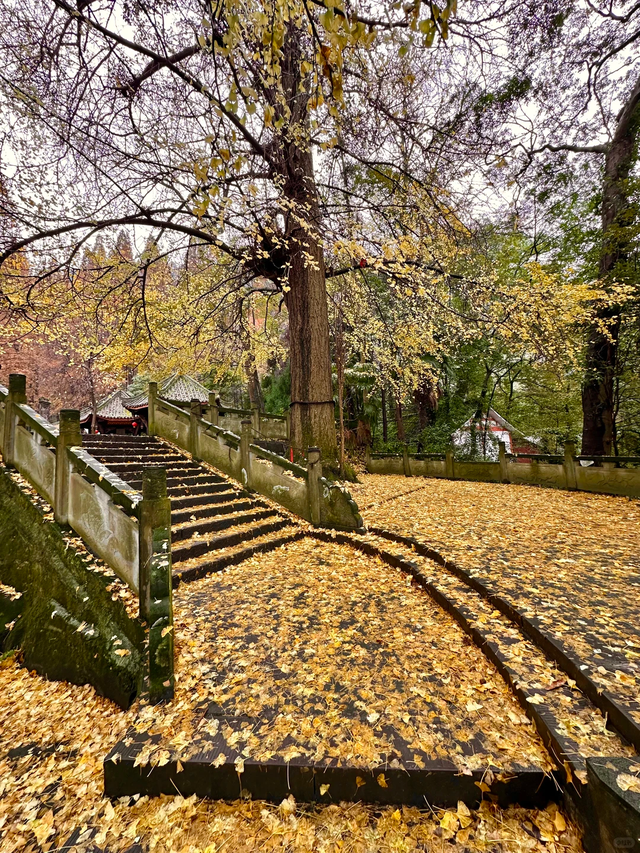成都1h直达！这座千年古寺美到封神，看银杏+徒步+领奖牌，巴适！