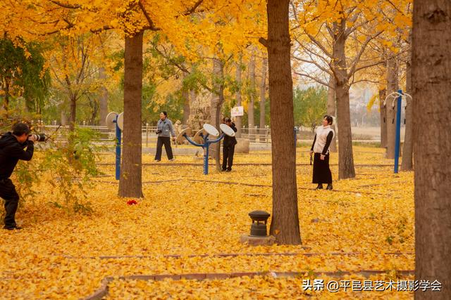 平邑县仲村镇陈家寨的银杏林已经美成童话！