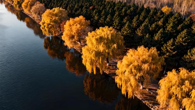 打卡金秋中国！盛京秋赋：枫红与故都的交响诗行