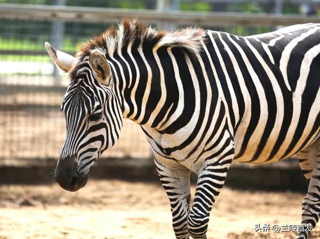 好客山东好品山东｜临沂遛娃去哪儿？初冬攻略收藏就出发～