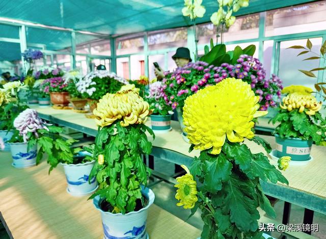 “中山秋韵，菊映盛世”，赏菊南京中山植物园（下）