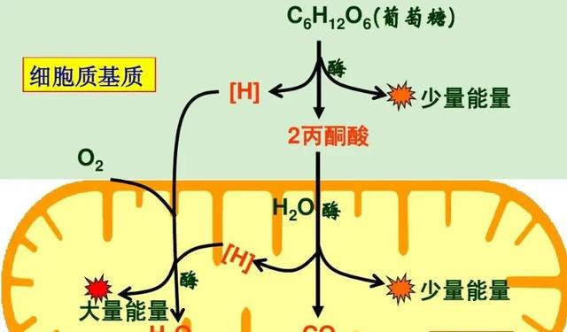 为什么运动狂爱出汗？科学家发现：汗液蒸发1克=带走2.4千焦热量