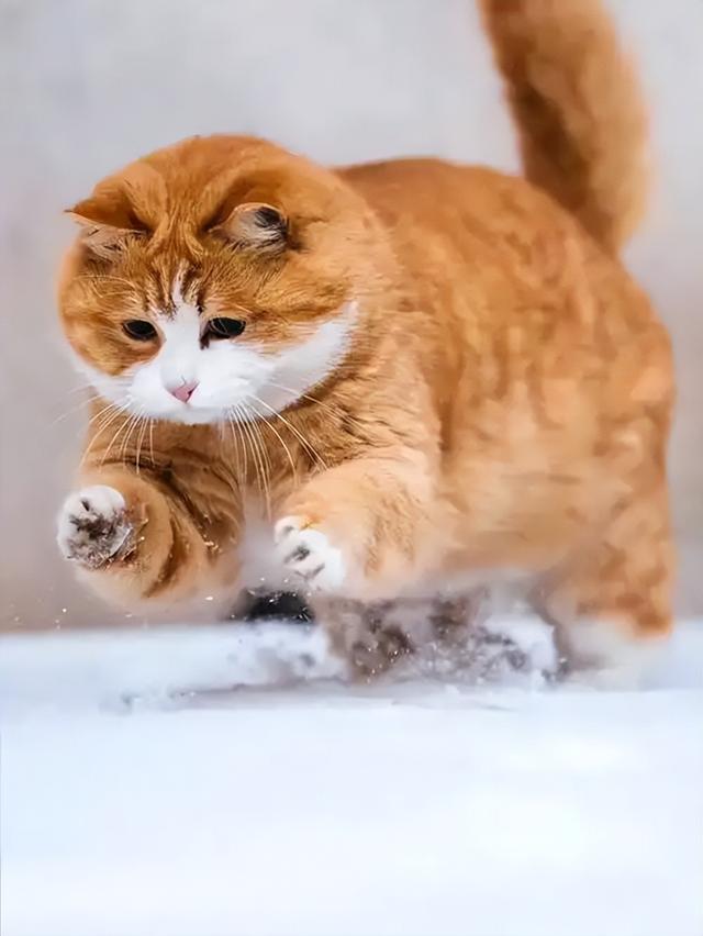 故宫里的宫猫火了！白天当网红，晚上做保安，背后还有600年编制
