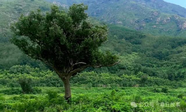 人文章丘 | 王庆康/相公庄人张友谅