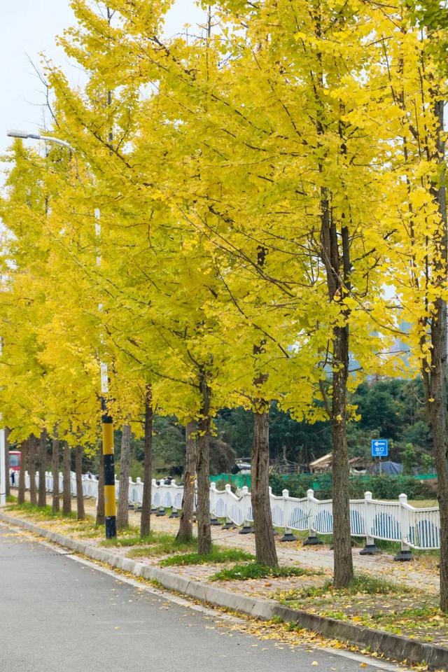 好看！好拍！郫都银杏打卡攻略→