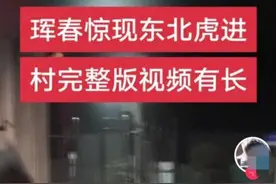一地东北虎频繁出现？多名网友拍到现场画面……当地回应图片