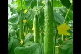 河南47岁男子每天生啃一根黄瓜，坚持三个月后，检查结果会是如何图片