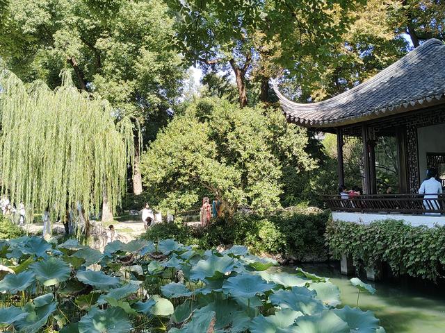 踏入苏州拙政园才懂得什么叫“一园藏尽江南梦”