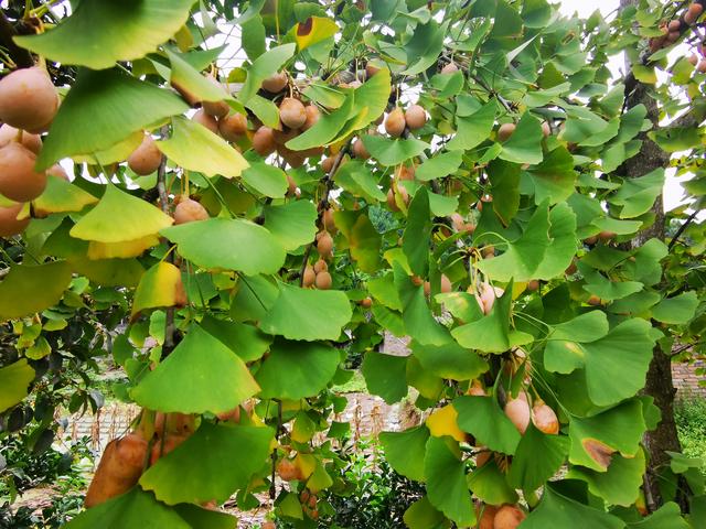 手机被1.4万张照片撑爆，我才明白这个道理