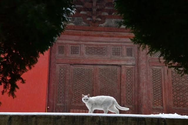 朔州：这场雪，认真