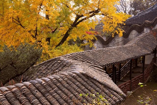 江苏深秋封神路线！红叶燃山野，银杏铺禅径，13城秋韵一次锁死